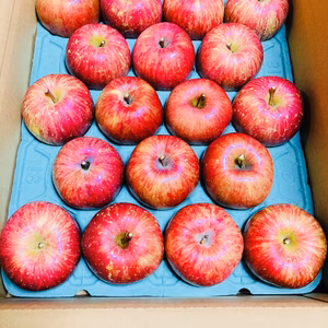 残り僅か　冷蔵保存鮮度抜群！サンフジご家庭用約5〜10キロ