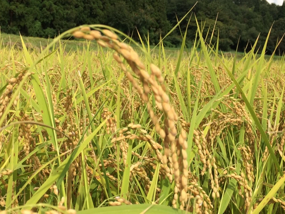 【R5産】有機JAS認証「新潟産コシヒカリ」（玄米5kg×2）＃しただ産＃無農薬