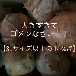 3Lサイズ以上の大きな玉ねぎ