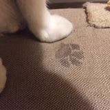 あんずのしっぽ