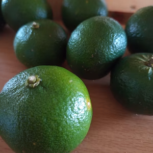 シークヮーサー　800ｇ　【栽培期間中　農薬肥料不使用】