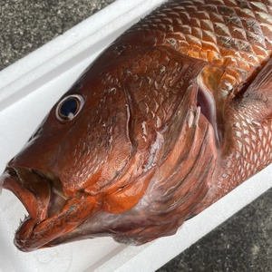 【魚突き】動画あり　傷あり　ゴマフエダイ3.4kg 内臓、鱗処理済み