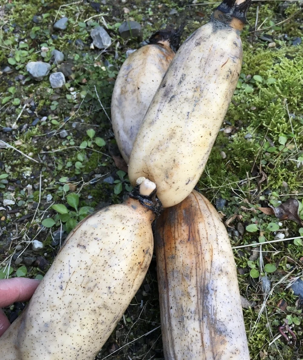 冬こそ皮ごと丸かじり！棚田レンコン 農薬使わずこだわり有機質肥料で栽培