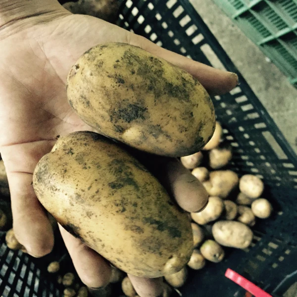 農薬化学肥料不使用 幻のジャガイモ”インカのめざめ ”