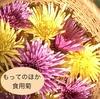 Kiku&Kikuセット　キクイモ&食用菊「もってのほか」