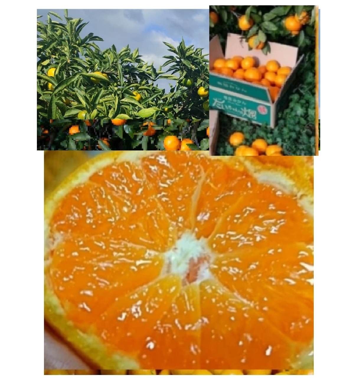 予約復活![納得の甘さ]和歌山有田産 大ちゃんの畑農園 日南みかん(優品) 3Kg(痛み保証+箱込)