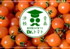採れたてフルーツトマト！農学博士のDr.トマト【常温便】