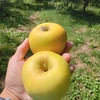 秋のりんご食べ比べセット2〜4種類(レア品種あり)　3kg(8〜12玉)