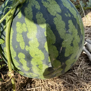 愛媛県産低農薬スイカとオクラ