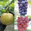 【8/15頃~】幸水2.5㎏とハウスぶどう2㎏のセット