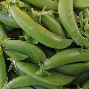 春の味覚、スナップエンドウ【1kg】