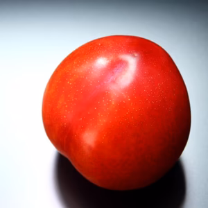 【7月限定】樹上完熟で収穫！白山すもも「大石早生」バラ詰め