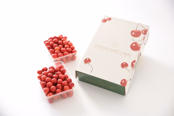 【６月２５日以降発送】さくらんぼギフト 佐藤錦 贈答用2Lサイズ 500g×2p