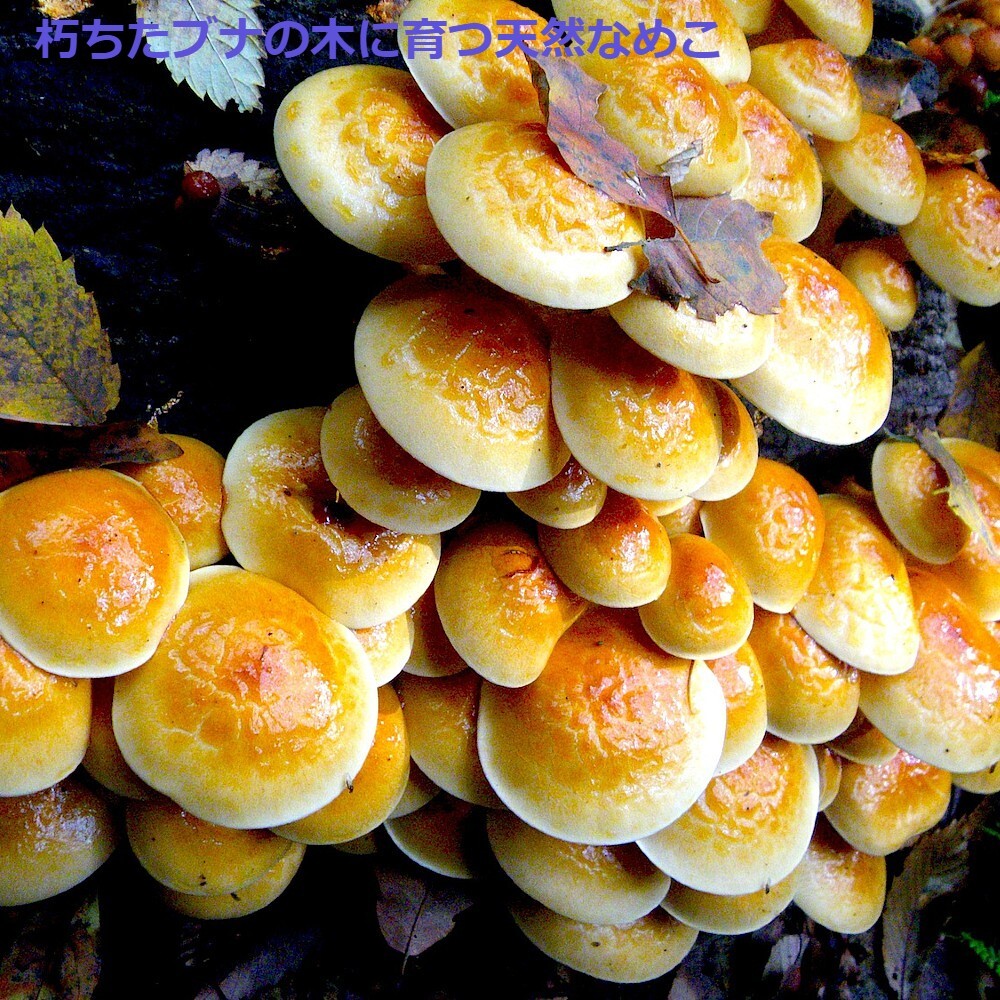 予約】おいしい天然なめこ2kg～採れたてをお届け 山形産  