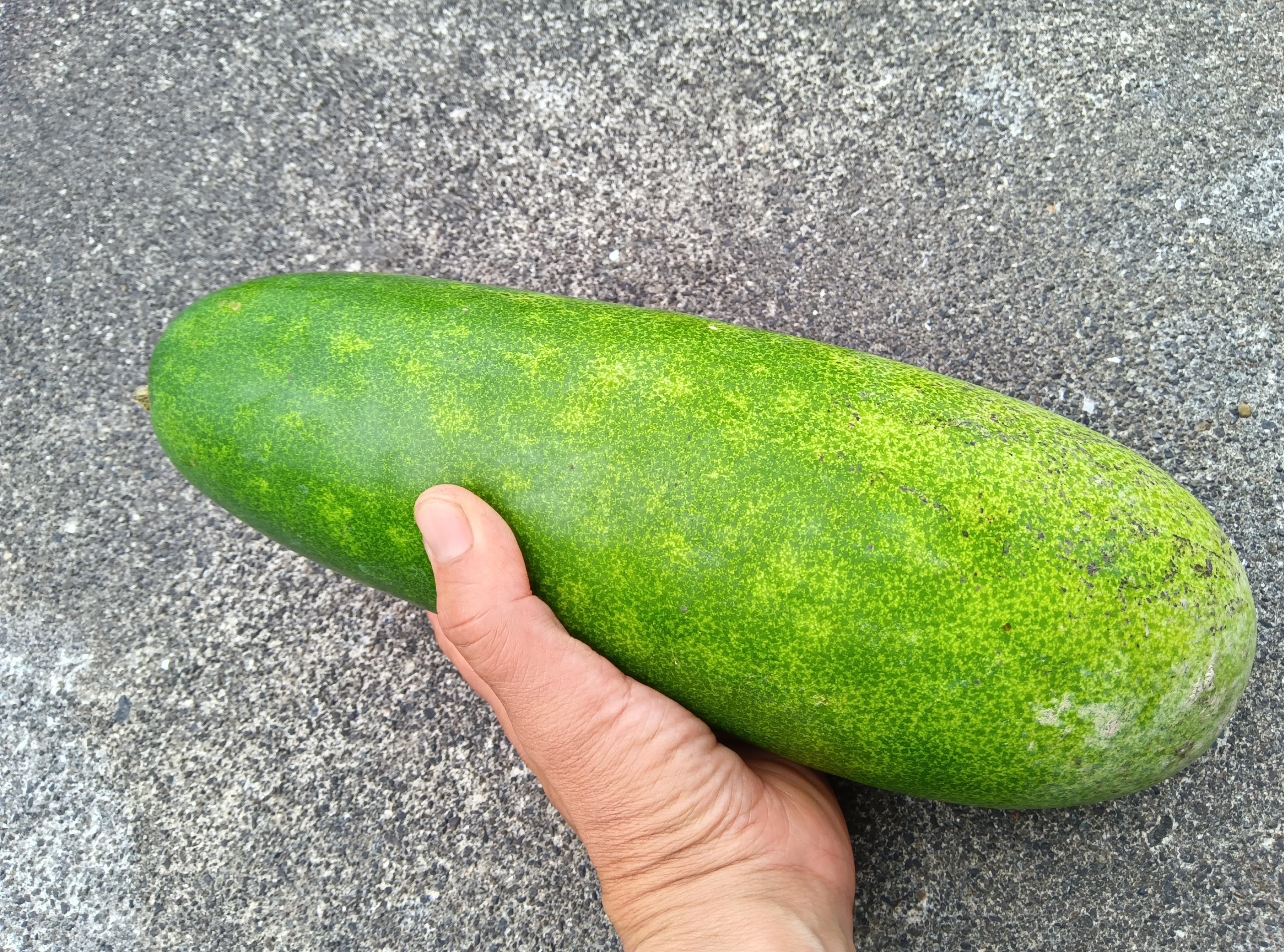 冬瓜 自然栽培 自家採種 3000g