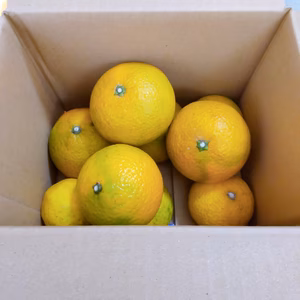 【ジューシー】鹿児島県産「わっぜうまかぁ、スイートスプリング」