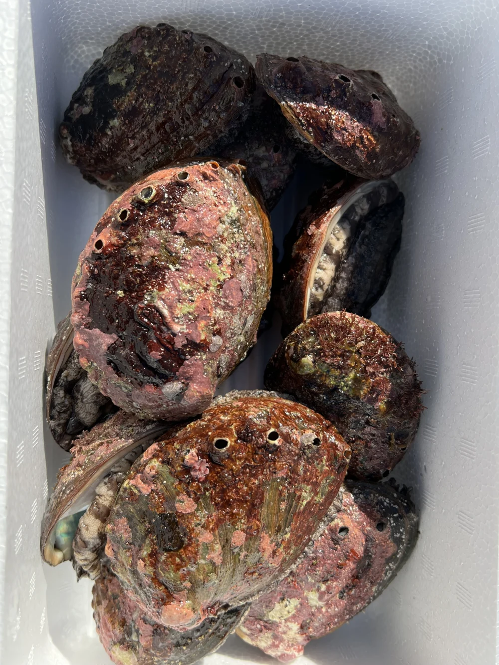 ☆北海道利尻島産☆活蝦夷鮑500g〜1kg