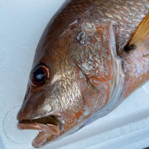 【魚突き】動画あり　クロホシフエダイ1.7kg 鱗、下処理済み