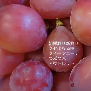 朝採れ!新鮮!「クイーンニーナ 約1Kg　つぶつぶセット」