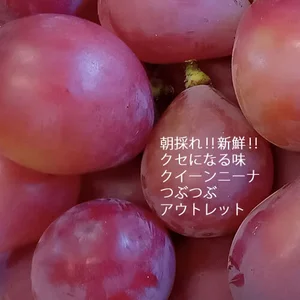 朝採れ!新鮮!「クイーンニーナ 約1Kg　つぶつぶセット」