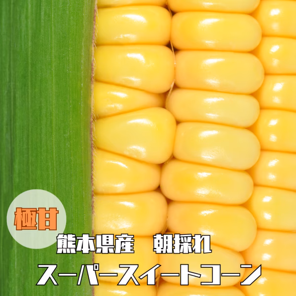 極甘！熊本県産スーパースイートコーン　風袋込５kg　約１０〜１４本