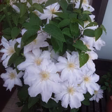 オリオンのママ