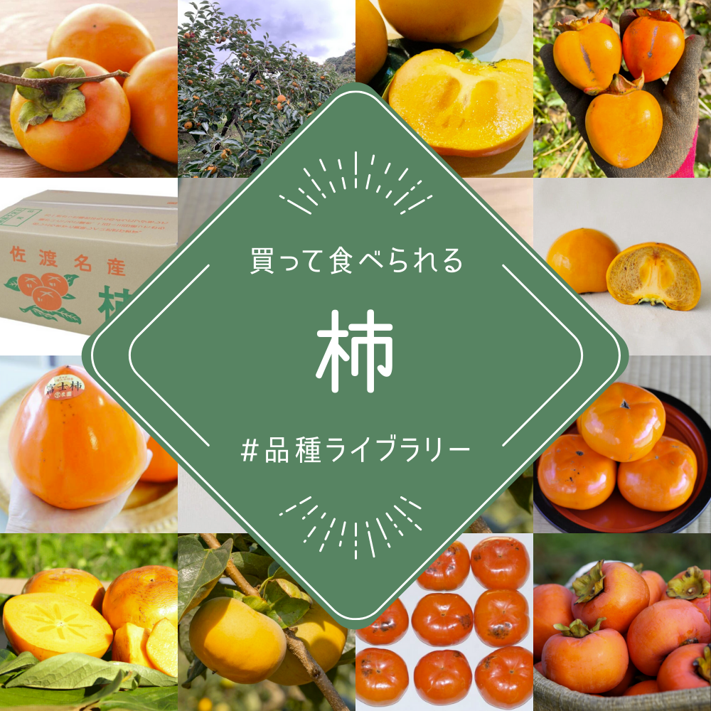 “訳あり”たねなし柿 約10kg 和歌山県橋本市  有名なブランド ふるさと納税 柳フルーツ園