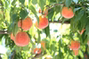 福島県産もも果汁使用　「ふくしまのプレミアムさくさくキャンディ　Peach」