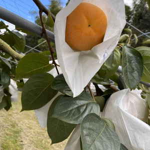 サクッと食感 熊本県産　太秋柿　