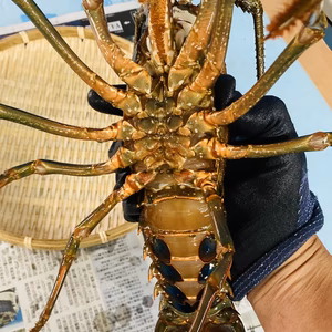 訳あり　千葉県産　活伊勢海老 約150-200g×2匹〜　　