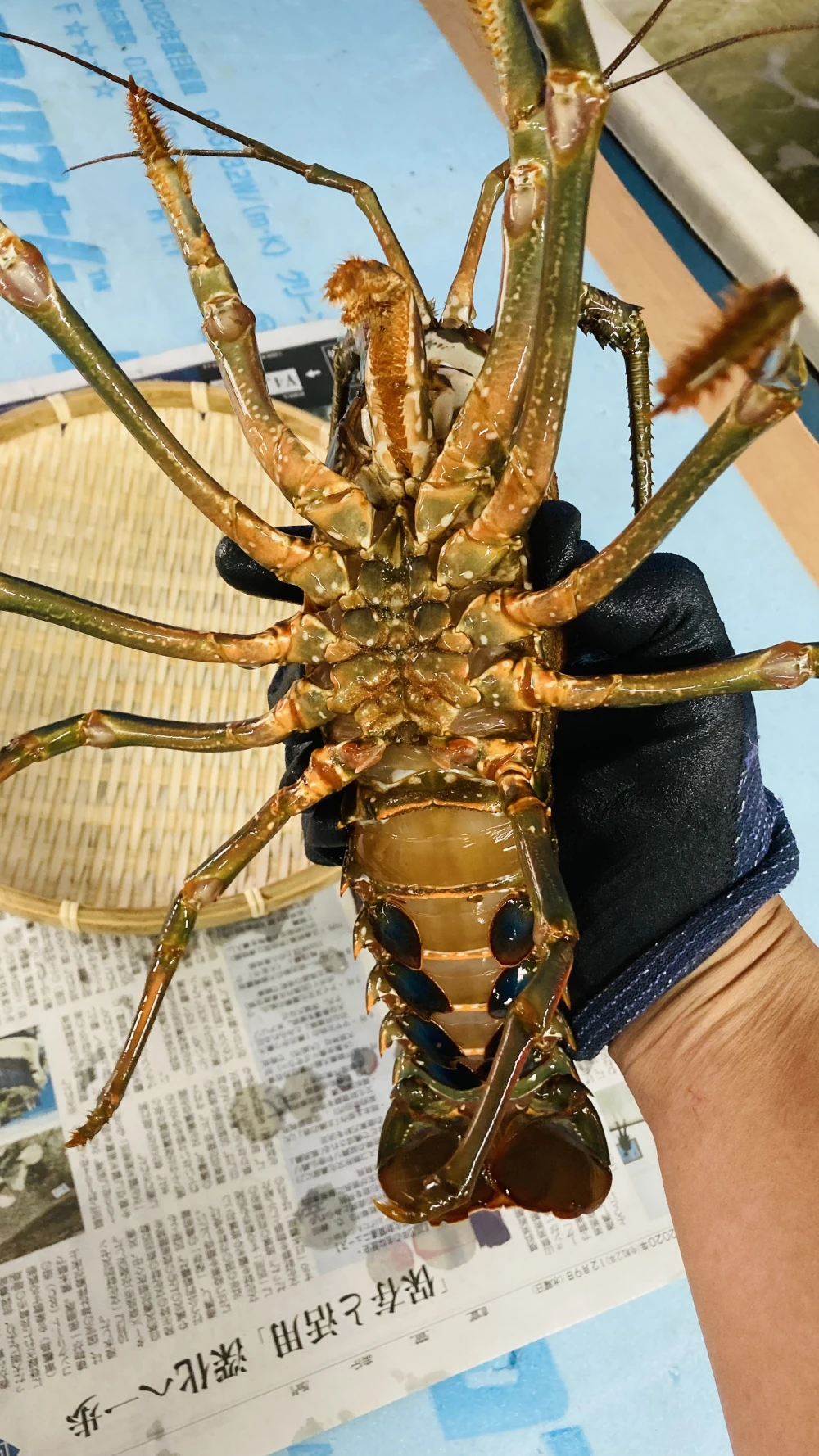 千葉県産　訳あり　活伊勢海老 約400-450×1匹〜　