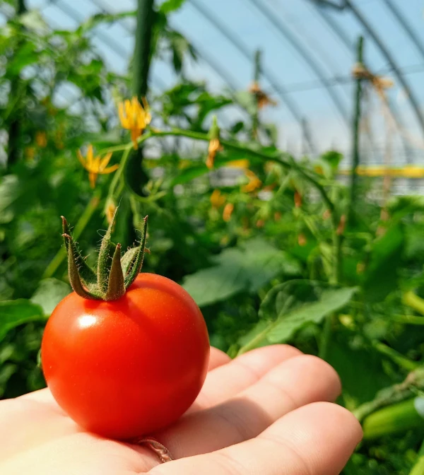 濃厚薄皮】特栽認証ミニトマト 1.4kgセット お買い得 プチトマト｜野菜