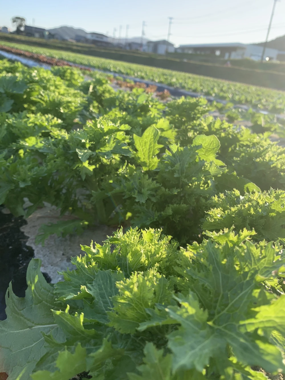 淡路島からの野菜4種❣️お任せセット(^-^)v❣️