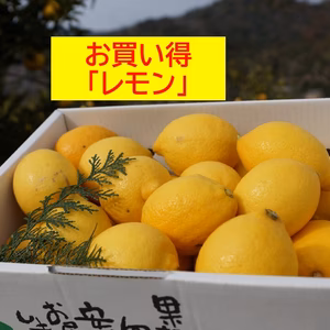【減農薬栽培】紀州のレモン10㎏。