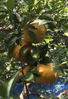 無農薬　みずみずしい夏みかん
