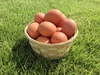 □日付指定可□【ちょっと小さめ赤卵50個×2箱】『枯草菌』育ちの鶏の赤卵100個