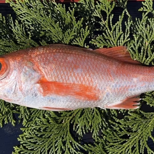 冷凍！【高級魚】宍喰産船上活け〆ノドグロ1kg　1匹300g以上！