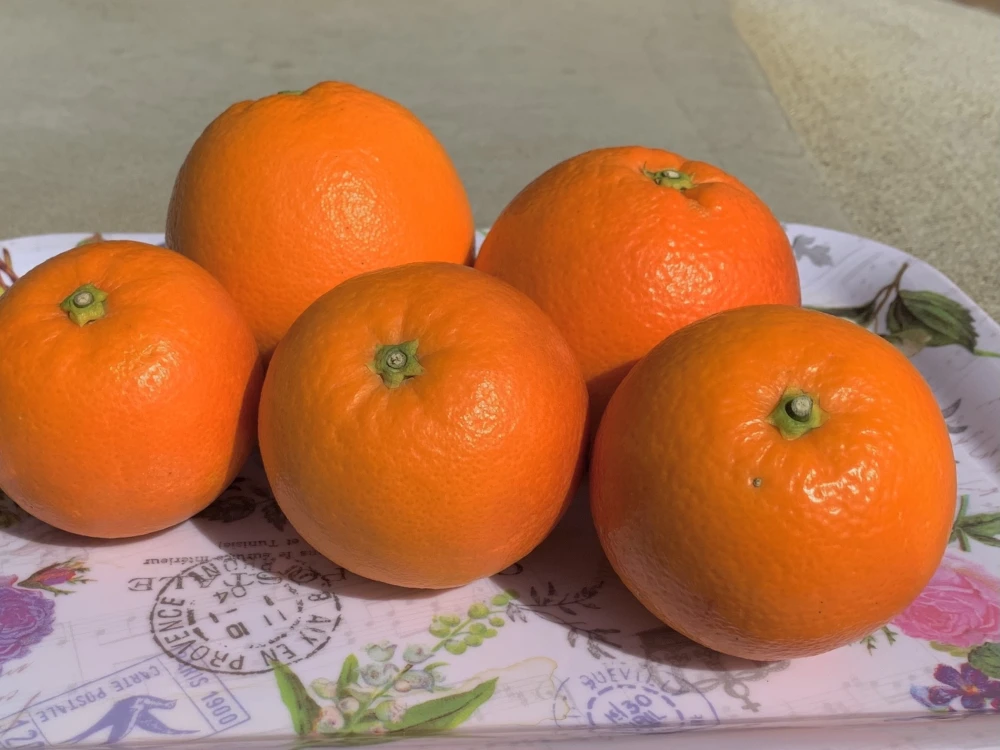 佐賀県産 ブラッドオレンジ 「モロ」 優品！