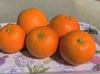 佐賀県産 ブラッドオレンジ 「タロッコ」 優品！