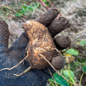 【宮城県 自然栽培】芋煮におすすめ 里芋1kg