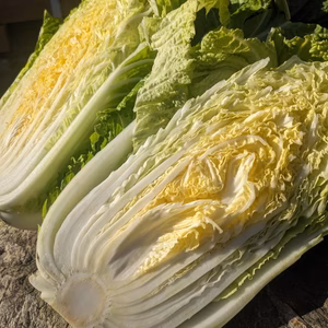 【日テレ出演で話題】市場では絶対に入手困難『ミルフィーユ白菜』12月予約