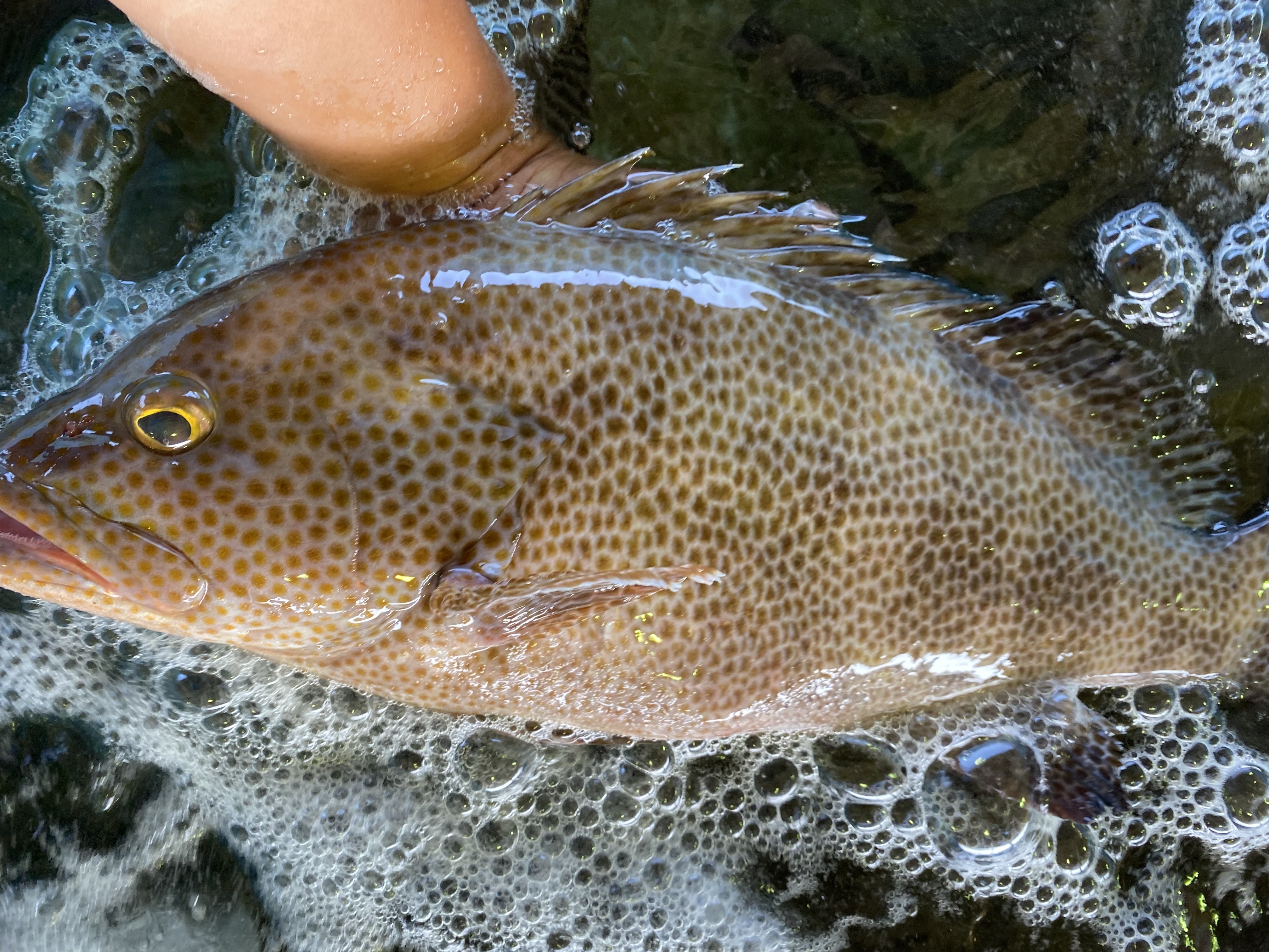 特大オオモンハタ 1 2k 一本釣りもの 農家漁師から産地直送の通販 ポケットマルシェ