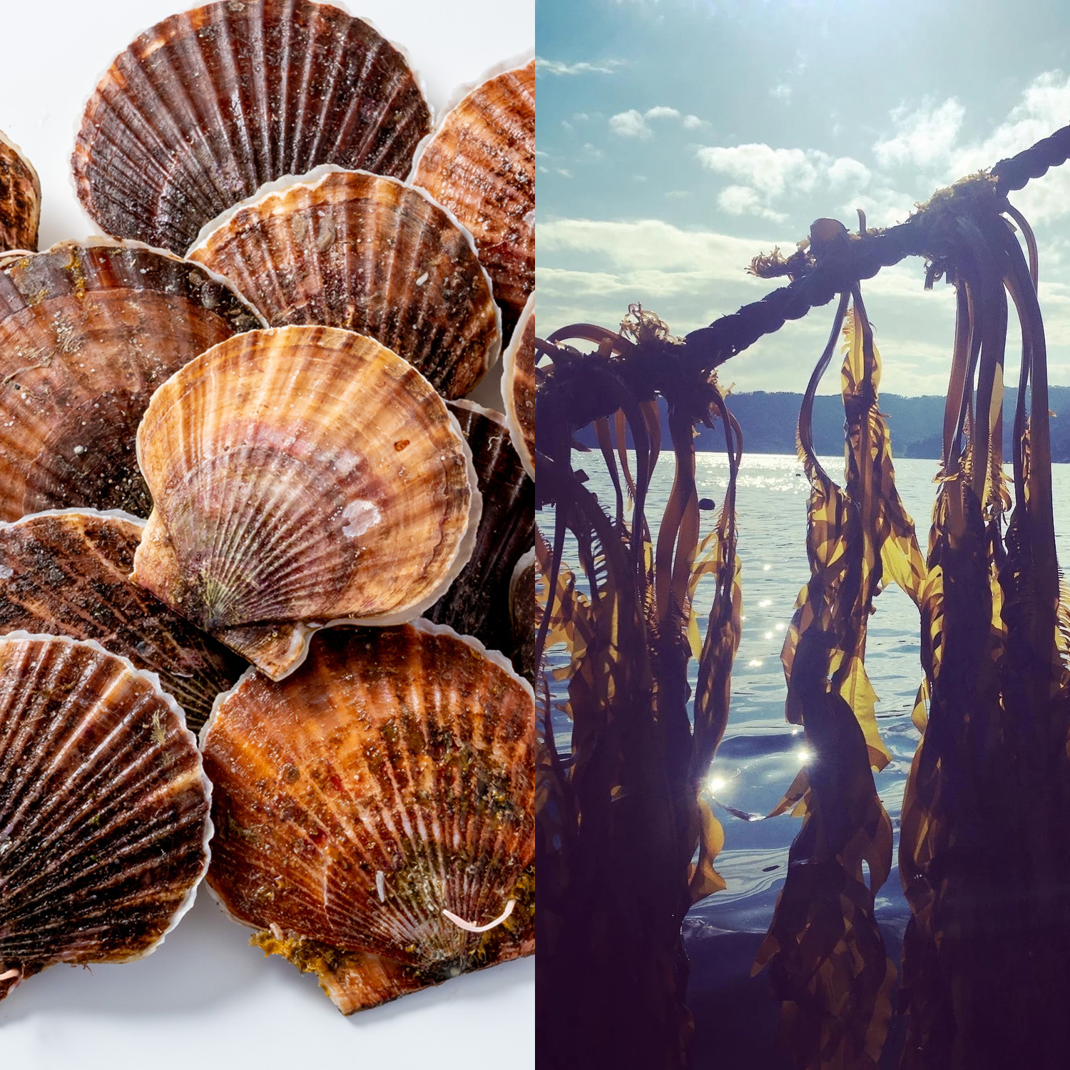 えびすワカメ[早採り]&訳あり殻付活ホタテ不揃い W1H3 ワカメ1P/ホタテ3枚