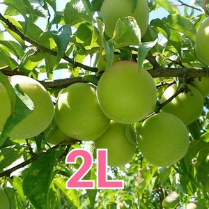 【6月中下旬発送】紀州南高梅青梅2Lサイズ