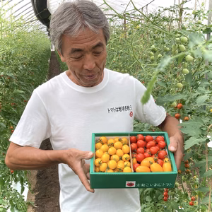 【たっぷり1kg】ミニトマト 3色ミックス 食べ比べ