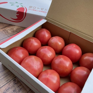 赤熟もぎり！水耕栽培の王様トマト M玉 2キロ箱満杯