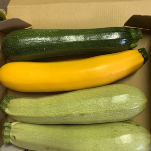 ③最安値！東京産！新鮮3色ズッキーニセット^ ^