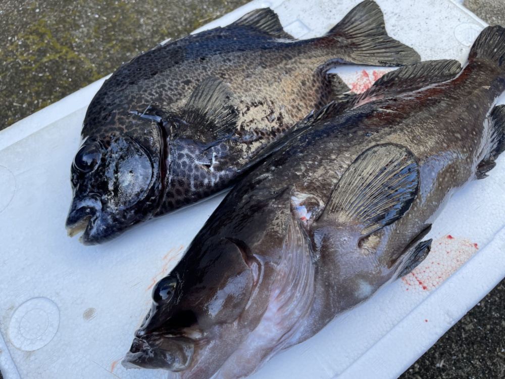 魚突き 動画あり ハクテンハタ1 3kg イシガキダイ800g鱗 内臓処理済 農家漁師から産地直送の通販 ポケットマルシェ