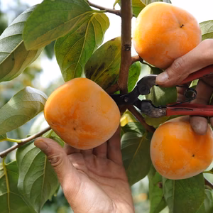 奈良・吉野　【お得なご家庭用】特別栽培たねなし柿　皮ごとまるかじりできるほど新鮮