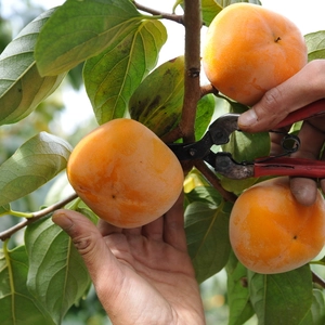 奈良・吉野　【お得なご家庭用】特別栽培たねなし柿　皮ごとまるかじりできるほど新鮮